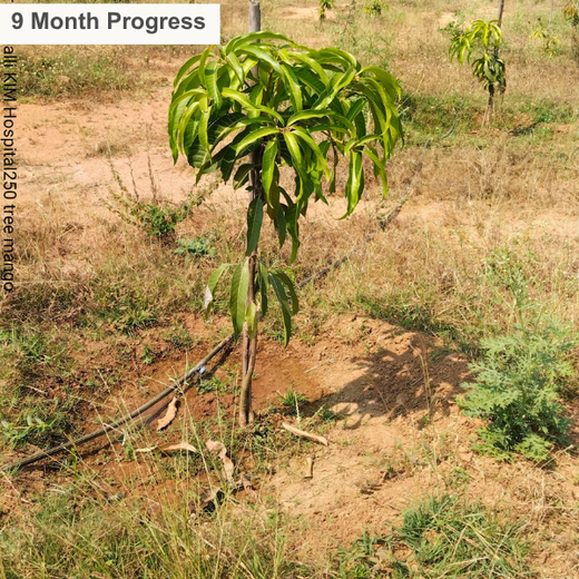 Dr. Shilpi Reddy Foundation & KIMS Hospital: A Tree for Each Girl Born – 6 months