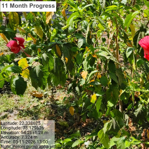 Planting Progress: Peroni Pumps’ Green CSR Drive – 6 months