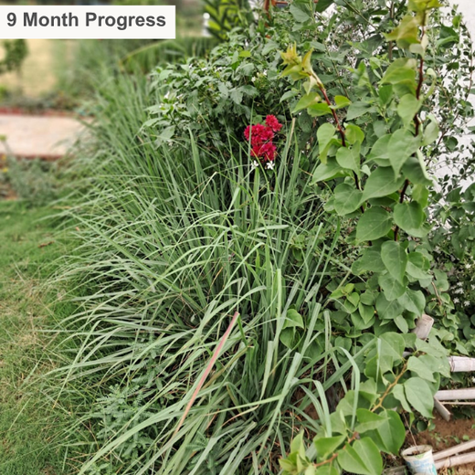 "Eco-Engagement: MongoDB’s Urban Forest Tree Planting for a Greener World" – 1 year
