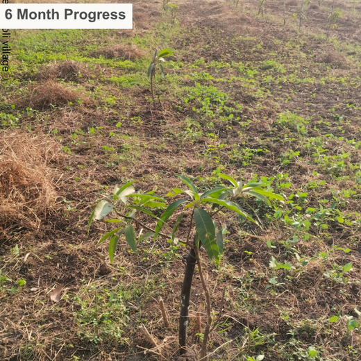 Gensol Goes Green: Agroforestry for Employees in Pune – 6 months
