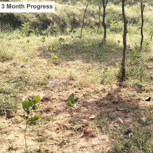 Reliance Foundation's Biodiversity Restoration Project: Sunhera Village – 6 months
