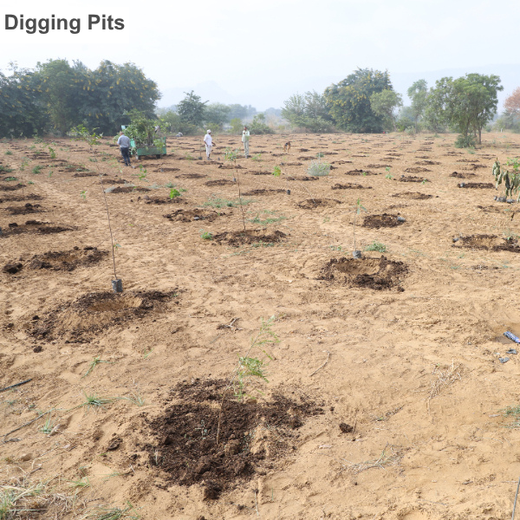 Eco-Leadership: JK Organisation's Agroforest Vision – Planting