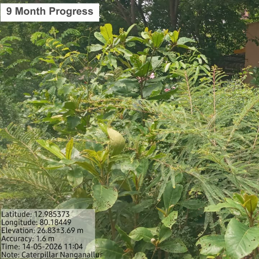 Caterpillar's Legacy: A Learning forest in Chennai Nanganallur – 1 year