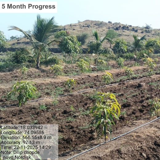 Engineering a Greener Future: NNE’s Agroforest Approach – 1 year