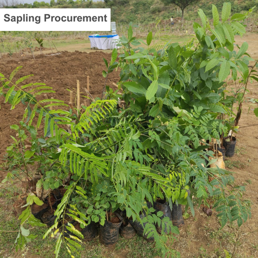 Branching Out for Change: Itron India Pvt Ltd's CSR for Urban Forests – Planting