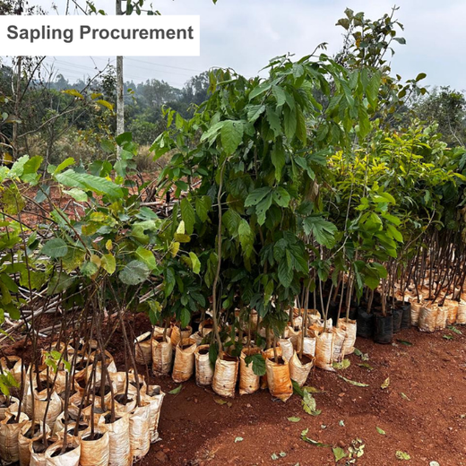 VOIS Green Mission: Advancing Urban Sustainability and Carbon Neutrality – Planting