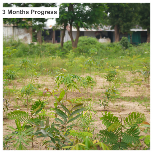Group Landmark's ROAR (Reduce to Zero, Add Responsibility) Initiative: Miyawaki Forests – 1 year