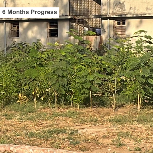 Group Landmark's ROAR (Reduce to Zero, Add Responsibility) Initiative: Miyawaki Forests – 1 year