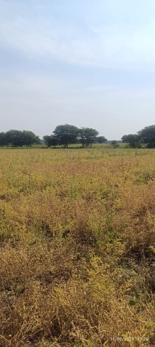 Mahakal Van - Ujjain, MP – Planting