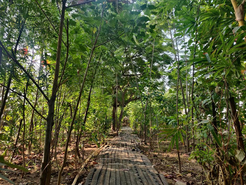 Miyawaki Forests: Revolutionizing Urban Green Spaces