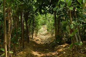 See 400+ corporate forests