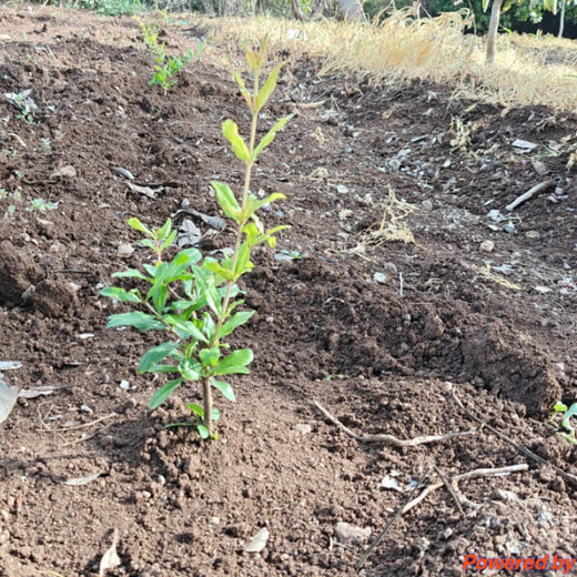 NOVO GBS (Global Business Service): Greening Lives, Growing Futures – 6 months