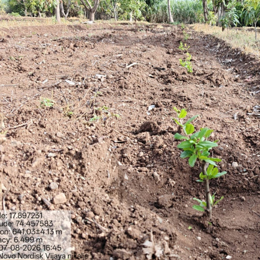 NOVO GBS (Global Business Service): Greening Lives, Growing Futures – 6 months