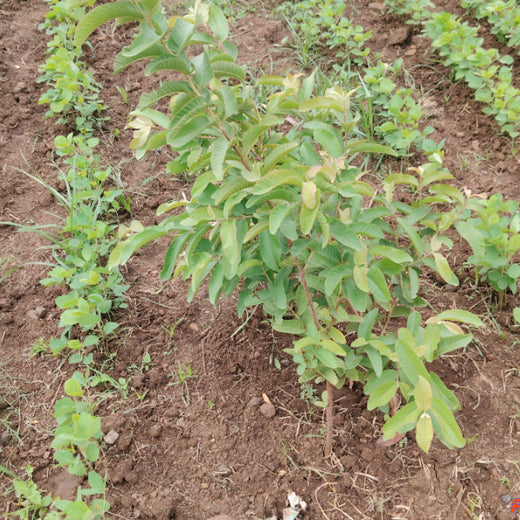 One Book, One Tree: Oswaal's Commitment to a Greener Tomorrow – 6 months