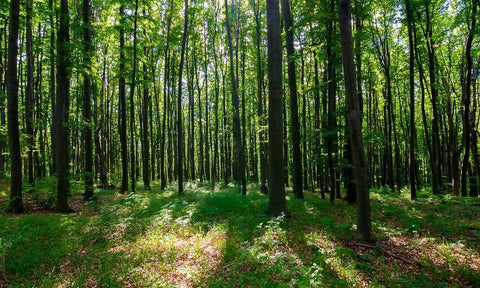 Heavenly Meadows Forest