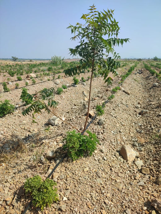 Sahyadri Van: Grow Billion Trees Agroforestry Initiative in Satara – Planting