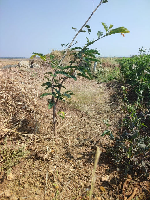 Sahyadri Van: Grow Billion Trees Agroforestry Initiative in Satara – Planting