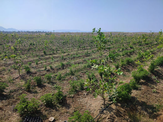 Sahyadri Van: Grow Billion Trees Agroforestry Initiative in Satara – Planting