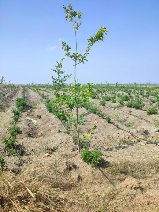 Sahyadri Van: Grow Billion Trees Agroforestry Initiative in Satara – Planting