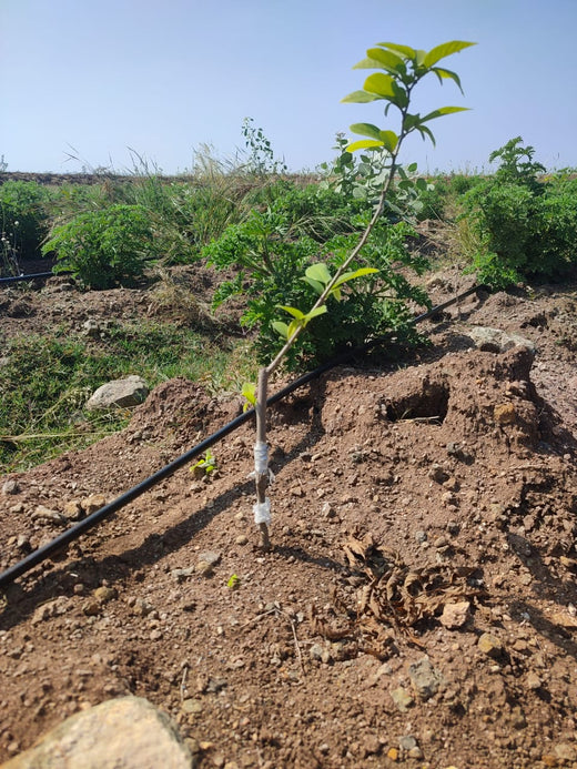Sahyadri Van: Grow Billion Trees Agroforestry Initiative in Satara – Planting