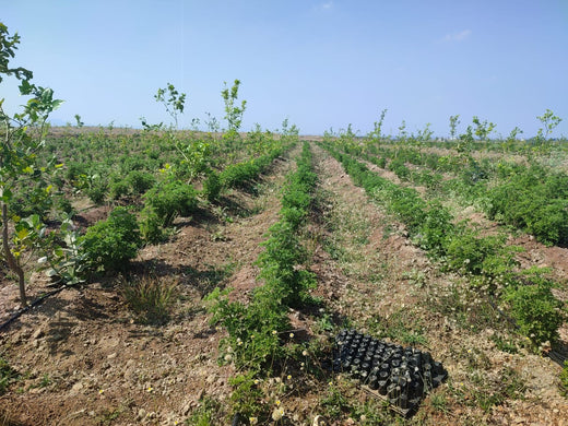 Sahyadri Van: Grow Billion Trees Agroforestry Initiative in Satara – Planting