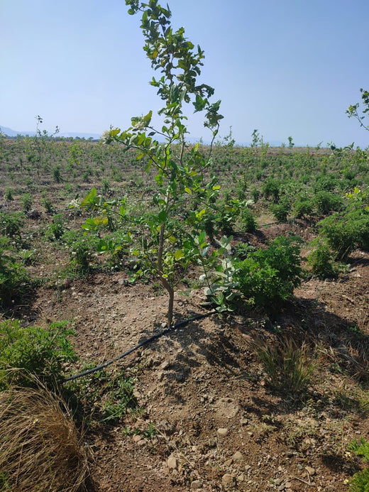 Sahyadri Van: Grow Billion Trees Agroforestry Initiative in Satara – Planting