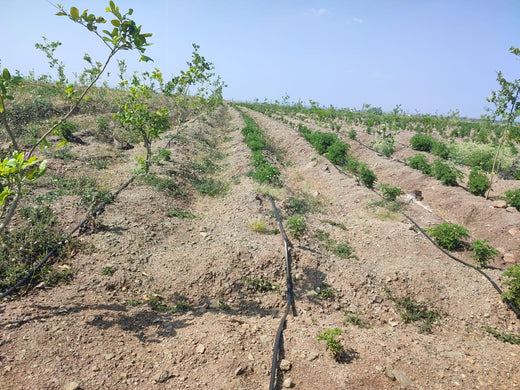 Sahyadri Van: Grow Billion Trees Agroforestry Initiative in Satara – Planting