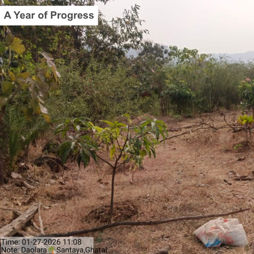 Silox India Agroforestry Initiative: Cultivating Sustainability and Biodiversity – 2 years