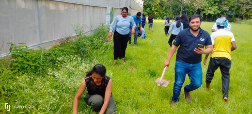 Celebrating World Environment Day: Jayanti Herbs & Spice's Commitment to Urban Forests and Employee Engagement – Planting
