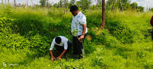 Celebrating World Environment Day: Jayanti Herbs & Spice's Commitment to Urban Forests and Employee Engagement – Planting