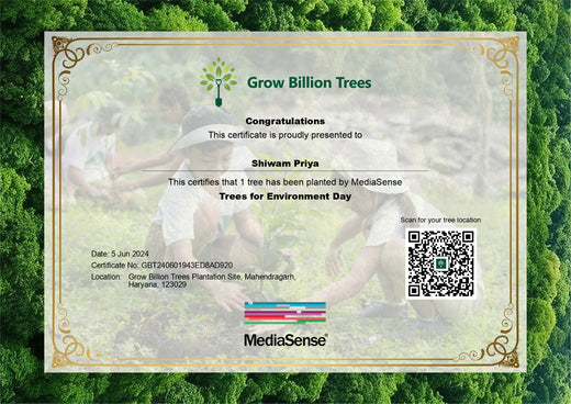 Agroforestry for a Greener Tomorrow: Media Sense’s Tree Plantation Initiative – Planting