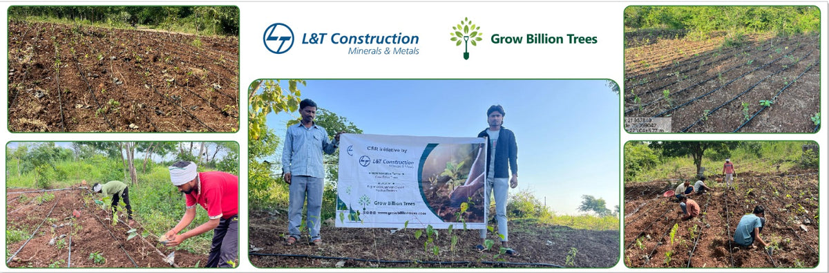 L&T’s Green Symphony: Nurturing Life through Miyawaki Forests