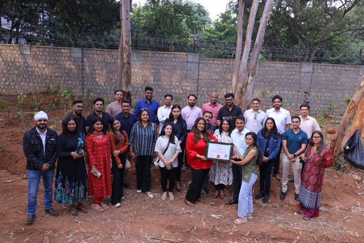 "ACCA Digital Forest" – 6 months