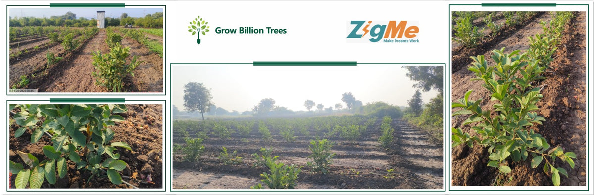 Talent Connect 2026: Growing Careers, Growing Forests by ZigMe