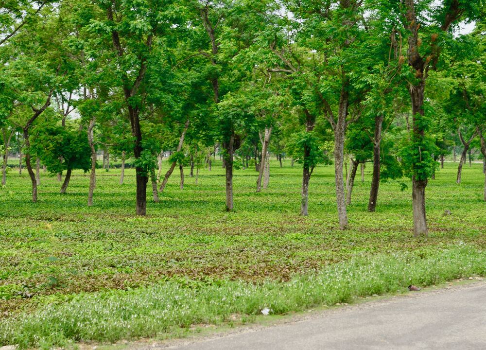Rows of fruit and timber trees on an agroforestry farm