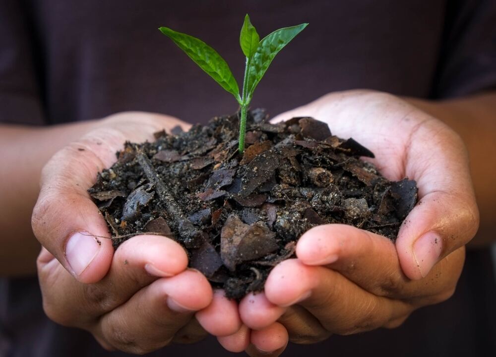 Hands holding dark biochar-rich soil with a young seedling