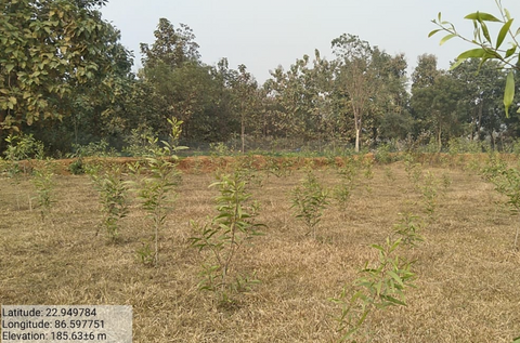 Forest for Elephant Corridors - Purulia, West Bengal