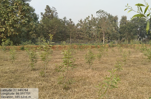 Grow Billion Trees' Agroforestry Initiative for Elephant Corridors – Purulia, West Bengal