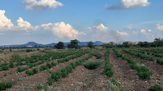 Accops' Green Initiative: Empowering Nature Through Agroforestry – Planting