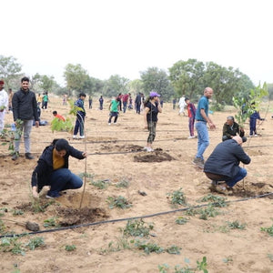 Volunteer at a plantation event in your city
