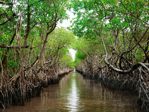 Mangroves Forests: Nature's Green Barrier Against Climate Change