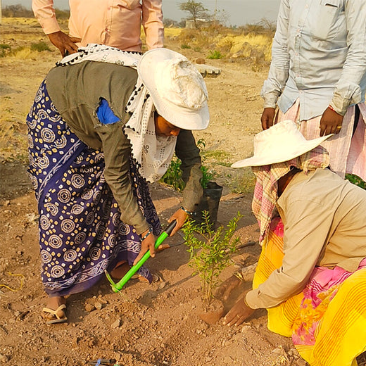 Diwali with a Purpose: Kreativ Street’s Client-Centered Agroforestry Initiative – Planting