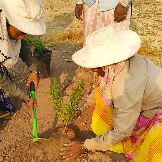 Gifting Trees, Growing Futures: Trusted Donations' Eco-Friendly Initiative – Planting