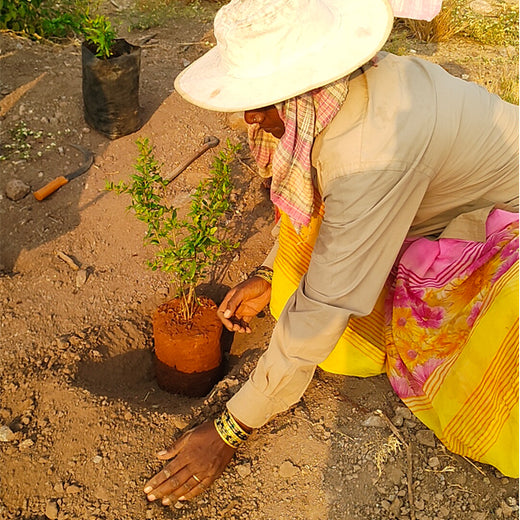 Exceed World’s Birthday Trees: Growing People, Growing Planet – Planting