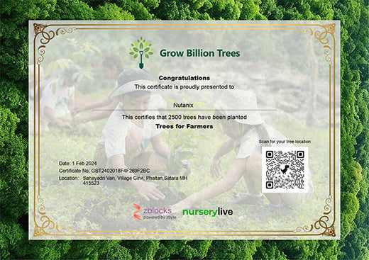 Each Tree, a Step Forward: Nutanix's Agroforest CSR Initiative – Planting