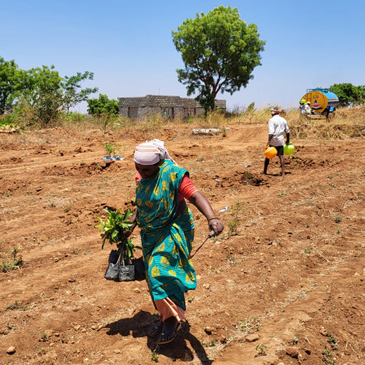 Tally Solutions Private Limited’s Sustainability Initiative – Planting