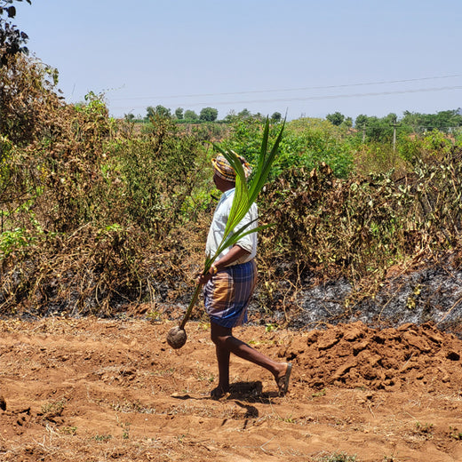 Tally Solutions Private Limited’s Sustainability Initiative – Planting