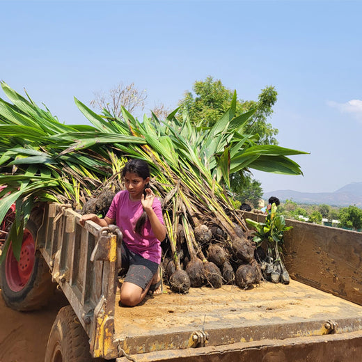 Tally Solutions Private Limited’s Sustainability Initiative – Planting