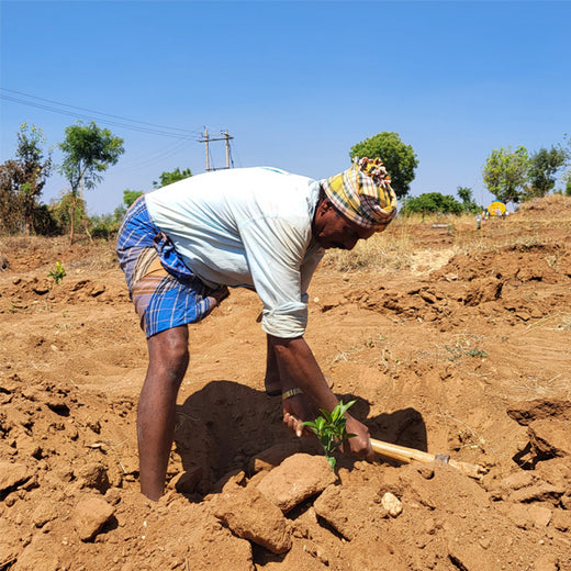 Tally Solutions Private Limited’s Sustainability Initiative – Planting