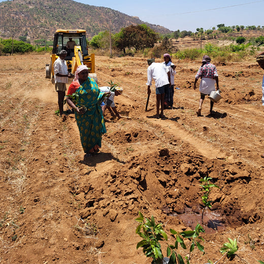 Tally Solutions Private Limited’s Sustainability Initiative – Planting